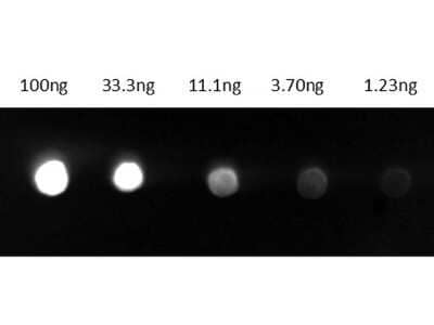 Dot Blot: Goat anti-Guinea Pig IgG (H+L) Secondary Antibody (Pre-adsorbed) [NB120-7134] - Dots are Guinea Pig IgG: (1) 100ng, (2) 33.3ng, (3) 11.1ng, (4) 3.70ng, (5) 1.23ng. Primary Antibody: none. Secondary Antibody: Goat Anti-Guinea Pig IgG Antibody FITC at 1ug/mL in blocking buffer for 1hr at RT. Imaged with BioRad ChemiDoc, Fluorescein filter. Image from the FITC version of this antibody.