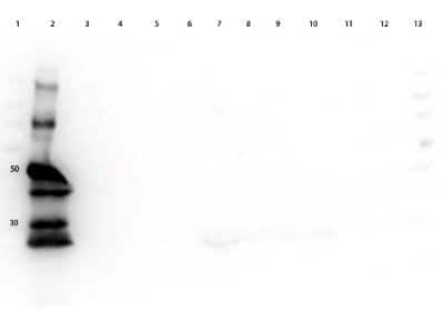 Western Blot: Goat anti-Guinea Pig IgG (H+L) Secondary Antibody (Pre-adsorbed) [NB120-7134] - Lane 1: Molecular Weigh Ladder. Lane 2: Guinea Pig IgG. Lane 3: Bovine Serum. Lane 4: Chicken Serum. Lane 5: Goat Serum. Lane 6: Hamster Serum. Lane 7: Horse Serum. Lane 8: Human Serum. Lane 9: Mouse Serum. Lane 10: Rabbit Serum. Lane 11: Rat Serum. Lane 12: Sheep Serum. Loading: 50ng IgG, Serum at 1:8 dilution. Incubated in blocking buffer for 30 min at RT. Secondary Antibody: NB120-7139. Image from the HRP version of this antibody.