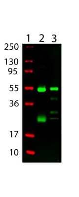 Western Blot: Goat anti-Hamster IgG (H+L) Secondary Antibody [DyLight 800] (Pre-adsorbed) [NBP1-73012] - Golden Syrian Hamster IgG (Lane 2) and Armenian Hamster IgG (Lane 3) was run on a 4-20% gel and transferred to 0.45 um nitrocellulose. After blocking with 5% Blotto 30 min at 20C, Antibody was used at 1:5000 in blocking buffer for Fluorescent Western blotting. Molecular weight markers are in lane 1.