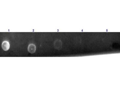 Dot Blot: Goat anti-Hamster IgG (H+L) Secondary Antibody [Texas Red] (Pre-adsorbed) [NBP1-73712] - Dot Blot for Goat anti-Hamster IgG (H+L) Secondary Antibody [Texas Red] (Pre-adsorbed). Lane 1: 100 ng Hamster IgG. Lanes 2-5: serial dilution 3 fold of Antigen. Primary Antibody: none.Secondary Antibody: Goat anti-Hamster IgG (H+L) Secondary Antibody [Texas Red] (Pre-adsorbed) at 1:1000 dilution at RT for 1 hour. Block: Fluorescent blocking buffer at RT for 30 minutes.