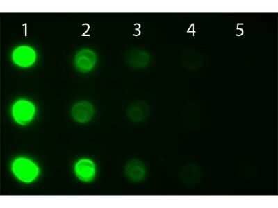 Dot Blot Goat anti-Human IgA/IgG/IgM (H+L) Secondary Antibody