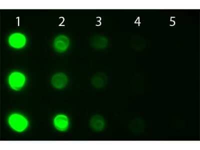 Dot Blot: Goat anti-Human IgA/IgG/IgM (H+L) Secondary Antibody [FITC] [NBP1-73307] - Dot Blot of Goat anti-Human IgG IgA IgM Antibody Fluorescein Conjugated. Antigen: Row 1 - Human IgG Row 2 - Human IgA Row 3 - Human IgM. Load: Lane 1 - 100 ng Lane 2 - 33.3 ng Lane 3 - 11.1 ng Lane 4 - 3.70 ng Lane 5 - 1.23 ng. Primary antibody: n/a. Secondary antibody: Goat anti-Human IgG IgA IgM Antibody Fluorescein Conjugated at 1:1,000 for 60 min at RT. Blocked with blocking buffer for 60 min at RT.