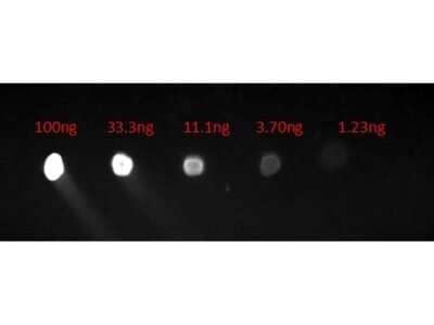 Dot Blot: Goat anti-Human IgG Fc Secondary Antibody (Pre-adsorbed) [NBP2-60678] - Lane 1: 100ng. Lane 2: 33.3ng. Lane 3: 11.1ng. Lane 4: 3.7ng. Lane 5: 1.23ng. Secondary Antibody: Goat Anti-Human F(c) FITC 1 ug/mL. Blocked with blocking buffer for 30 min at RT. Image from the FITC version of this antibody.