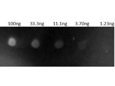 Dot Blot: Goat anti-Human IgG (H+L) Secondary Antibody [NBP2-60658] - Dots are Human IgG: (1) 100ng, (2) 33.3ng, (3) 11.1ng, (4) 3.70ng, (5) 1.23ng. Primary Antibody: none. Secondary Antibody: Goat Anti-Human IgG Antibody TRITC at 1ug/mL in blocking buffer 1hr RT. Imaged with BioRad ChemiDoc, Rhodamine filter. Image from the Rhodamine version of this antibody.