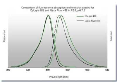 Fluorophore-linked immunosorbent assay: Goat anti-Human IgG (H+L) Secondary Antibody [DyLight 488] (Pre-adsorbed) [NBP1-72861]