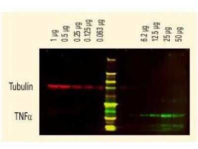 Western Blot: Goat anti-Human IgG (H+L) Secondary Antibody [DyLight 680] (Pre-adsorbed) [NBP1-72867] - DyLight(TM) dyes can be used for two-color Western Blot detection with low background and high signal. Anti-tubulin was detected using a DyLight(TM) 680 conjugate. Anti-TNFa was detected using a DyLight(TM) 800 conjugate. The image was captured using the Odyssey(R) Infrared Imaging System developed by LI-COR.