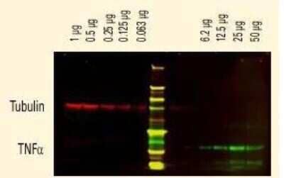 Western Blot: Goat anti-Human IgG (H+L) Secondary Antibody [DyLight 800] (Pre-adsorbed) [NBP1-72869] - DyLight t(R) dyes can be used for two-color Western Blot detection with low background and high signal.