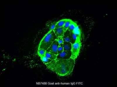 Goat anti-Human IgG (H+L) Secondary Antibody [FITC] (Pre-adsorbed). Image from verified customer review.