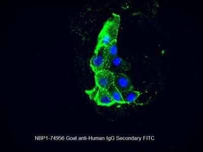 Immunocytochemistry/Immunofluorescence: Goat anti-Human IgG (H+L) Secondary Antibody [FITC] (Pre-adsorbed) [NBP1-74956] - Goat anti-Human IgG (H+L) Secondary Antibody [FITC] (Pre-adsorbed) gives very strong signal with low background when staining live cells (human cancer cell line) with humanized primary antibody. Image from verified customer review.