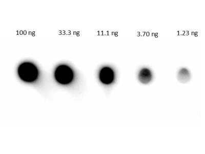 Dot Blot: Goat anti-Human IgG (H+L) Secondary Antibody [HRP] [NB120-6858] - Lane 1: 100 ng. Lane 2: 33.3 ng. Lane 3: 11.1 ng. Lane 4: 3.7 ng. Lane 5: 1.23 ng. Secondary Antibody: NB120-6858, incubated with blocking buffer for 1 hour at RT.