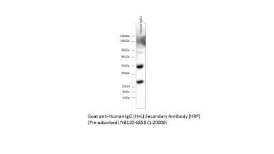 Western Blot: Goat anti-Human IgG (H+L) Secondary Antibody [HRP] [NB120-6858] - Analysis using recombinant human IgG1 lysate. From a verified customer review.