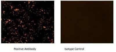 Immunocytochemistry/Immunofluorescence: Goat anti-Human IgG (H+L) Secondary Antibody [NB7475] - This Goat anti-Human IgG (H+L) Secondary Antibody conjugated with pHAb Dyes which have excitation maxima (Ex ) at 532nm and emission maxima (Em) at 560nm. Used this with primary antibody of interest to visualize cells and study Internalisation using microscope. This image was submitted via customer review.