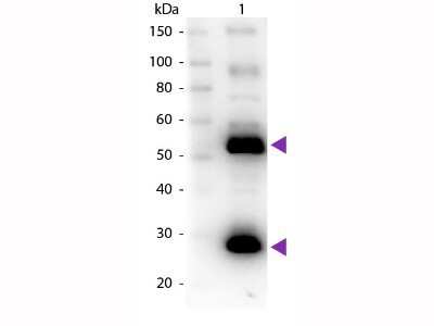 Western Blot: Goat anti-Human IgG (H+L) Secondary Antibody (Pre-adsorbed) [NB120-7155] - Lane 1: Human IgG. Lane 2: None. Load: 50 ng per lane. Primary antibody: Biotin conjugated goat anti-Human IgG 1:1,000 for 60 min at RT. Secondary antibody: Peroxidase Streptavidin secondary antibody at 1:40,000 for 30 min at RT. Block: incubated with blocking buffer for 30 min at RT. Predicted/Observed size: 25 & 55 kDa, 25 & 55 kDa for Human IgG. Other band(s): None. Image using the Biotin format of this antibody.