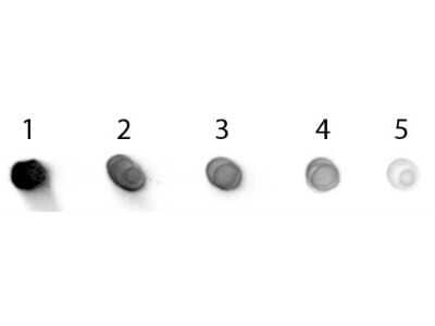 Dot Blot: Goat anti-Human IgG (H+L) Secondary Antibody [Unconjugated] (Pre-adsorbed) [NBP1-72729] - Dot Blot of Goat anti-Human IgG Antibody Alkaline Phosphatase Conjugated Pre-Absorbed. Antigen: Human IgG. Load: Lane 1 - 200  ng Lane 2 - 66.7  ng Lane 3 - 22.2  ng Lane 4 - 7.41  ng Lane 5 - 2.47  ng. Incubated for 1 HR at RT; blocked for 1 HR at RT. Image from the Alkaline Phosphatase version of this antibody.