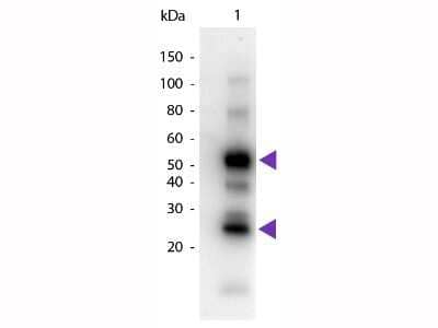 Western Blot: Goat anti-Human IgG (H+L) Secondary Antibody [Unconjugated] (Pre-adsorbed) [NBP1-72729] - Lane 1: Human IgG. Lane 2: None. Load: 50 ng per lane. Primary antibody: None. Secondary antibody: Peroxidase goat secondary antibody at 1:1,000 for 60 min at RT. Block: incubated with blocking buffer for 30 min at RT. Predicted/Observed size: 25 & 55 kDa, 25 & 55 kDa for Human IgG. Other band(s): Human IgG splice variants and isoforms. Image from the HRP version of this antibody.