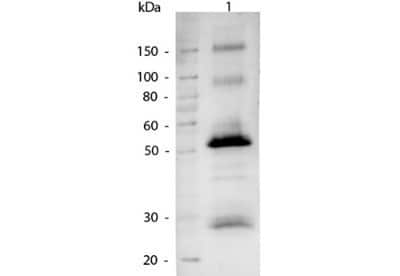 Western Blot: Goat anti-Human IgG (H+L) Secondary Antibody [NBP2-60658] - Lane 1: Human IgG. Lane 2: none. Load: 50 ng per lane. Primary antibody: none. Secondary antibody: Alkaline Phosphatase Human secondary antibody at 1:1,000 o/n at 4C. Block: incubated with blocking buffer for 30 min at RT. Reaction visualized using alkaline phosphatase for 30 seconds at RT. Predicted/Observed size: 50kDa, 25kDa for Human IgG. Image from the Alkaline Phosphatase version of this antibody.