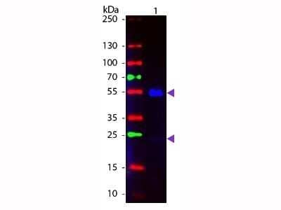 Western Blot: Goat anti-Human IgG (H+L) Secondary Antibody [NBP2-60658] - Lane 1: Human IgG. Lane 2: none. Load: 50 ng per lane. Primary antibody: none. Secondary antibody: Fluorescein goat secondary antibody at 1:1,000 for 60 min at RT. Block: incubated with blocking buffer for 30 min at RT. Predicted/Observed size: 25 & 55 kDa, 25 & 55 kDa for Human IgG. Other band(s): none. Image from the FITC version of this antibody.