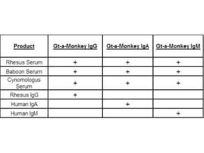 Western Blot: Goat anti-Monkey IgA/IgG/IgM (H+L) Secondary Antibody [Alkaline Phosphatase] [NBP1-72665] - Goat anti-Primate IgA/IgG/IgM (H+L) Secondary Antibody [Alkaline Phosphatase] [NBP1-72665] - This table displays additional reactivity among various species of serum and immunoglobulin. A (+) indicates antibody reactivity to the corresponding target.