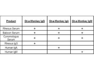 Western Blot: Goat anti-Monkey IgA/IgG/IgM (H+L) Secondary Antibody [Texas Red] [NBP1-73562] - Goat anti-Primate IgA/IgG/IgM (H+L) Secondary Antibody [Texas Red] [NBP1-73562] - This table displays additional reactivity among various species of serum and immunoglobulin. A (+) indicates antibody reactivity to the corresponding target.