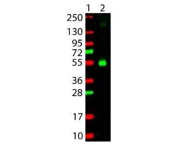 Western Blot: Goat anti-Monkey IgG Heavy Chain Secondary Antibody [NBP2-60692] - Detection of Monkey IgG Gamma Chain. 100ng of Monkey IgG (Lane 2) was run on a 4-20% gel and transferred to 0.45 um nitrocellulose. After blocking with 5% Blotto 30 min at 20C, Anti-Monkey IgG (gamma chain) (GOAT) Antibody Rhodamine Conjugated secondary antibody was used at 1:1000 in Blocking Buffer for Fluorescent Western Blotting and imaged using the Bio-Rad VersaDoc 4000 MP. Molecular weight markers are in lane 1. Image using the Rhodamine form of this antibody.