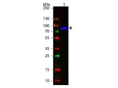 Western Blot: Goat anti-Monkey IgM Heavy Chain Secondary Antibody [NBP2-59719] - Lane 1: Monkey IgM. Lane 2: None. Load: 50 ng per lane. Primary antibody: None. Secondary antibody: Fluorescein goat secondary antibody at 1:1,000 for 60 min at RT. Block: incubated with blocking buffer for 30 min t RT. Predicted/Observed size: 72 kDa, 72 kDa for Monkey IgM. Other band(s): None. Image using the Fluorescein form of this antibody.