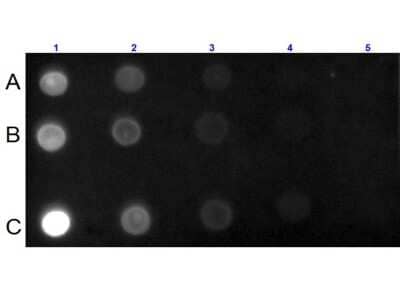Dot Blot: Goat anti-Mouse IgA/IgG/IgM (H+L) Secondary Antibody [Texas Red] [NBP1-73624] - Dot Blot for Goat anti-Mouse IgA/ IgG/IgM (H+L) Secondary antibody [Texas Red]. Lane 1A: 100 ng Ms IgG. Lane 1B: 100 ng Ms IgA.Lane 1C: 100 ng Ms IgM .Lanes 2-5: serial dilution 3 fold of respective Antigen. Primary Antibody: none. Secondary Antibody: Goat anti-Mouse IgA/ IgG/IgM (H+L) Antibody Texas Red (TM) Conjugated at 1:1,000 dilution at RT for 1 hour. Block at RT for 30 minutes.