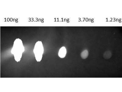 Dot Blot: Goat anti-Mouse IgG F(ab')2 Secondary Antibody [NB7588] - Dots are Mouse IgG: (1) 100ng, (2) 33.3ng, (3) 11.1ng, (4) 3.70ng, (5) 1.23ng. Primary Antibody: none. Secondary Antibody: Goat anti-Mouse IgG Secondary Antibody (Pre-absorbed) Conjugate at 1ug/mL blocked for 1hr at RT. Imaged with BioRad ChemiDoc, Fluorescein filter. Image from the Cy5.5 version of this antibody.