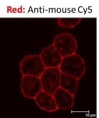 Immunocytochemistry/Immunofluorescence: Goat anti-Mouse IgG F(ab')2 Secondary Antibody [NB7588]