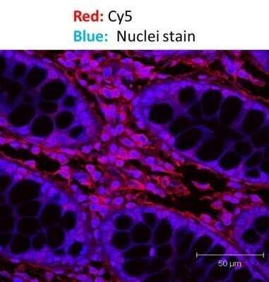 Immunohistochemistry: Goat anti-Mouse IgG F(ab')2 Secondary Antibody [NB7588] - Analysis of paraffin embedded human colonic tissue. Image from verified customer review.