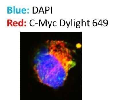 Immunocytochemistry/Immunofluorescence: Goat anti-Mouse IgG Fc Secondary Antibody (Pre-adsorbed) [NBP2-61925] - Analysis of c-Myc in human osteosarcoma cells using goat anti-mouse DyLight 649 conjugated secondary antiboy. Image from verified customer review. Image from the DyLight 650 version of this antibody.