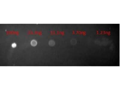 Dot Blot: Goat anti-Mouse IgG (H+L) Secondary Antibody [NBP1-72702] - Dot Blot of Goat anti-Mouse IgG (H+L) Secondary Antibody [Texas Red]. Lane 1: 100  ng: Lane 2: 33.3  ng. Lane 3: 11.1  ng. Lane 4: 3.7  ng. Lane 5: 1.23  ng. Blocked for 30 min at room temperature. Image from the Texas Red version of this antibody.