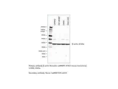 Western Blot: Goat anti-Mouse IgG (H+L) Secondary Antibody [HRP] [NB7539] - This Goat anti-Mouse IgG (H+L) Secondary Antibody [HRP] used for detection of beta-Actin in human pancreatic cancer cell lines. Image from verified customer review.