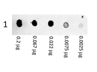 Dot Blot: Goat anti-Mouse IgG (H+L) Secondary Antibody [PE] (Pre-adsorbed) [NB7594] - Dot Blot of Goat anti-Mouse IgG (H+L) Secondary Antibody [PE] (Pre-adsorbed).  Antigen:  Mouse IgG.  Load:  3-fold serial dilution starting at 200 ng.Primary antibody:  None.Secondary antibody:   Goat anti-Mouse IgG (H+L) Secondary Antibody [PE] (Pre-adsorbed) at 1:1000 for 60 min at RT.Block:  5% western blot blocking reagent for 1 Hour at RT.