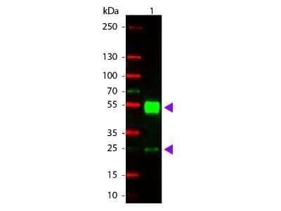 Western Blot: Goat anti-Mouse IgG (H+L) Secondary Antibody [Rhodamine] (Pre-adsorbed) [NBP1-73133] - Western Blot of Goat anti-Mouse IgG (H+L) Secondary Antibody [Rhodamine] (Pre-adsorbed).Lane 1:  Mouse IgG.  Lane 2:  None.  Load:  50 ng per lane.Primary antibody:  None.Secondary antibody:  Goat anti-Mouse IgG (H+L) Secondary Antibody [Rhodamine] (Pre-adsorbed) at 1:1000 for 60 min at RT.Block:  Fluorescent blocking buffer for 30 min at RT.Predicted/Observed size:  28 & 55 kDa, 28 & 55 kDa for Mouse IgG. Other band(s): None.