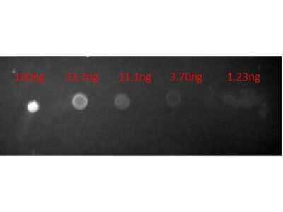 Dot Blot: Goat anti-Mouse IgG (H+L) Secondary Antibody [Texas Red] [NB120-6787]