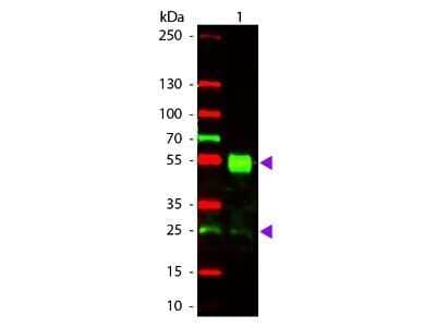 Western Blot: Goat anti-Mouse IgG (H+L) Secondary Antibody [Texas Red] (Pre-adsorbed) [NBP1-73623] - Western Blot of Goat anti-Mouse IgG (H+L) Secondary Antibody [Texas Red] (Pre-adsorbed).  Lane 1:  Mouse IgG.  Lane 2:  None.  Load:  50 ng per lane.Primary antibody:  None.Secondary antibody:  Goat anti-Mouse IgG (H+L) Secondary Antibody [Texas Red] (Pre-adsorbed) at 1:1000 for 60 min at RT.Block:  Fluorescent blocking buffer for 30 min at RT.Predicted/Observed size:  28 & 55 kDa, 28 & 55 kDa for Mouse IgG. Other band(s): None.