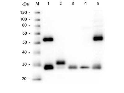 Western Blot: Goat anti-Mouse IgG (H+L) Secondary Antibody [NBP1-72702] - Lane 1: Mouse IgG whole molecule. Lane 2: Mouse IgG F(c) Fragment. Lane 3: Mouse IgG F(ab) Fragment. Lane 4: Mouse IgM Kappa. Lane 5: Mouse Serum. Load: 50ng per lane. Block: incubated with blocking buffer for 30 min at RT. Primary Antibody: Anti-Mouse IgG (H&L) Antibody 1:1000 for 60 min at RT. Secondary antibody: HRP Donkey Anti-Goat IgG 1:40,000 for 30 min at RT. Predicted/Observed Size: 28 and 55 kDa for Mouse IgG, F(c), F(ab), IgM Kappa, and Serum. Mouse F(c) migrates slightly higher.