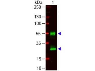 Western Blot: Goat anti-Mouse IgG (H+L) Secondary Antibody [NBP1-72702] - Lane 1: Mouse IgG. Lane 2: None. Load: 100 ng per lane. Primary Antibody: Mouse IgG (H&L) Antibody 1:1000 overnight at 4C. Secondary antibody: DyLight 800 goat secondary antibody at 1:20,000 for 30 min at RT. Block: incubated with blocking buffer for 30 min at RT. Predicted/Observed Size: 28 and 55 kDa/28 and 55 kDa for Mouse IgG. Other band(s): none.