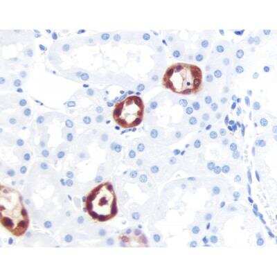 Immunohistochemistry: Goat anti-Mouse IgG ImmPRESS(TM) Secondary Antibody [HRP Polymer] [MP-7452-NB] - Kidney: PGP 9.5 3, ImmPRESS Anti-Mouse Ig Kit, ImmPACT NovaRED (red) substrate. Hematoxylin (blue) counterstain.