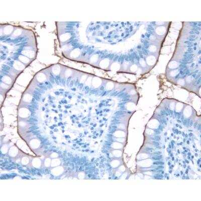 Immunohistochemistry: Goat anti-Mouse IgG ImmPRESS(TM) Secondary Antibody [HRP Polymer] [MP-7452-NB] - Small Bowel: CD10 (m), ImmPRESS Anti-Mouse Ig Kit, DAB Substrate Kit (brown). Hematoxylin QS counterstain (blue).