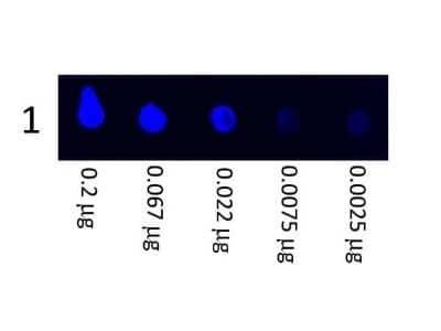 Dot Blot: Goat anti-Porcine IgG (H+L) Secondary Antibody [FITC] [NBP1-73089]
