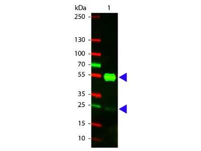 Western Blot: Goat anti-Porcine IgG (H+L) Secondary Antibody [Texas Red] [NB120-6913] - Western Blot of Goat anti-Porcine IgG (H+L) Secondary Antibody [Texas Red].  Lane 1:  Porcine IgG.  Lane 2:  none.  Load:  100 ng per lane.Primary antibody:  none.Secondary antibody:  Goat anti-Porcine IgG (H+L) Secondary Antibody [Texas Red] at 1:1000 for 60 min at RT.Block:  Fluorescent blocking buffer for 30 min at RT.Predicted/Observed size:  55 kDa, 28 kDa for Porcine IgG. Other band(s): none.