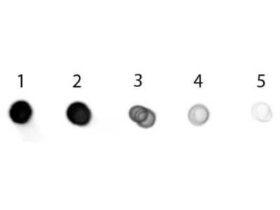 Dot Blot: Goat anti-Porcine IgG (H+L) Secondary Antibody [Unconjugated] [NBP1-72700] - Dot Blot of Goat anti-Porcine IgG (H+L) Secondary Antibody [Alkaline Phosphatase]. Antigen: Swine IgG. Load: Lane 1 - 200  ng Lane 2 - 66.7  ng Lane 3 - 22.2  ng Lane 4 - 7.41  ng Lane 5 - 2.47  ng. Incubated for 1hr at RT; blocked for 60 min at RT. Image from the Alkaline Phosphatase version of this antibody.