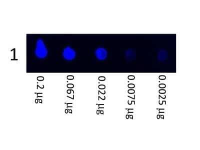 Dot Blot: Goat anti-Porcine IgG (H+L) Secondary Antibody [Unconjugated] [NBP1-72700] - Load: 200 ug followed by a 3-fold serial dilution. Primary antibody: none. Secondary antibody: Fluorescien swine secondary antibody at 1:1,000 for 60 min at RT. Image from the FITC version of this antibody.