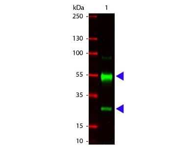 Western Blot: Goat anti-Porcine IgG (H+L) Secondary Antibody [Unconjugated] [NBP1-72700] - Lane 1: Swine IgG. Lane 2: none. Load: 100 ng per lane. Primary antibody: Swine Antibody at 1:1,000 o/n at 4C. Secondary antibody: DyLight 649 goat secondary antibody at 1:20,000 for 30 min at RT. Block: incubated with blocking buffer for 30 min at RT. Predicted/Observed size: 55 kDa, 28 kDa for Swine IgG. Other band(s): none.