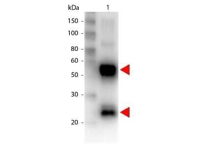 Western Blot: Goat anti-Porcine IgG (H+L) Secondary Antibody [Unconjugated] [NBP1-72700] - Lane 1: Swine IgG. Lane 2: none. Load: 100 ng per lane. Primary antibody: Biotin conjugated swine antibody at 1:1,000 for overnight at 4C. Secondary antibody: HRP Streptavidin secondary antibody at 1:40,000 for 30 min at RT. Block: incubated with blocking buffer for 30 min at RT. Predicted/Observed size: 55 and 28 kDa for Swine IgG. Other band(s): none. Image from the Biotin version of this antibody.
