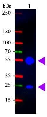 Western Blot: Goat anti-Porcine IgG (H+L) Secondary Antibody [Unconjugated] [NBP1-72700] - Lane 1: Swine IgG. Lane 2: none. Load: 100 ng per lane. Primary antibody: none. Secondary antibody: Fluorescein swine secondary antibody at 1:1,000 for 60 min at RT. Block: incubated with blocking buffer for 30 min at RT. Predicted/Observed size: 55 kDa, 28 kDa for Swine IgG. Other band(s): none. Image from the FITC version of this antibody.