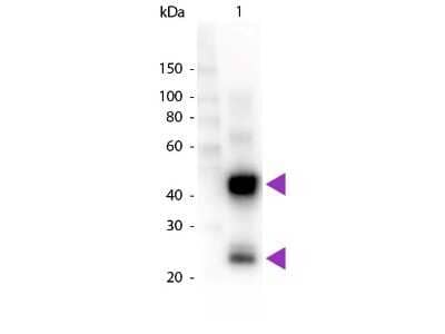 Western Blot: Goat anti-Porcine IgG (H+L) Secondary Antibody [Unconjugated] [NBP1-72700] - Lane 1: Swine IgG. Lane 2: None. Load: 50 ng per lane. Primary antibody: None. Secondary antibody: Peroxidase goat secondary antibody at 1:1,000 for 60 min at RT. Blocking: incubated with blocking buffer for 30 min at RT. Predicted/Observed size: 25 & 55 kDa, 25 & 55 kDa for Swine IgG. Other band(s): None.