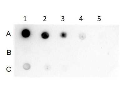 Dot Blot: Goat anti-Rabbit IgG Fc Secondary Antibody (Pre-adsorbed) [NBP2-60663]