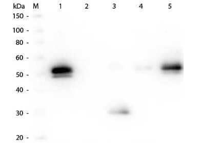 Western Blot: Goat anti-Rabbit IgG Fc Secondary Antibody (Pre-adsorbed) [NBP2-60663] - Lane 1: Rabbit IgG whole molecule. Lane 2: Rabbit IgG F(ab) Fragment. Lane 3: Rabbit IgG F(c) Fragment. Lane 4: Rabbit IgM Whole Molecule. Lane 5: Normal Rabbit Serum. All samples were reduced. Load: 50 ng of IgG, F(ab), IgM and Serum, 100 ng of F(c). Block: incubated with blocking buffer for 30 min at RT. Primary Antibody: Anti-Rabbit IgG F(c) (GOAT) Antibody 1:2,000 for 60 min at RT. Secondary antibody: Anti-Goat IgG (DONKEY) Peroxidase Conjugated Antibody 1:40,000 in incubated with blocking buffer for 30 min at RT. Predicted/Observed Size: 25 and 50 kDa for Rabbit IgG and Serum, 25 kDa for F(c) and F(ab), 70 and 23 kDa for IgM. Rabbit F(c) migrates slightly higher. Image using the Biotin form of this antibody.